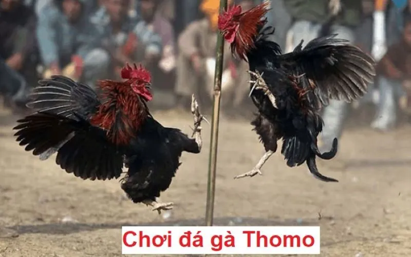 Ưu điểm nổi bật của chuyên mục đá gà tại King88